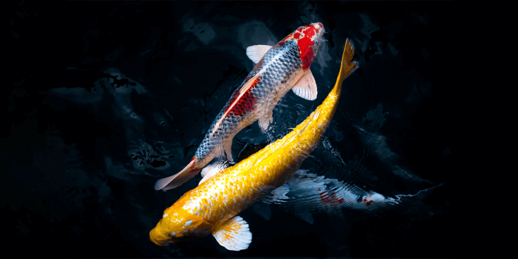 Karma Yasası ve Karmayı Değiştirmek